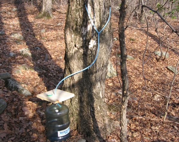 Tapping Sugar Maples