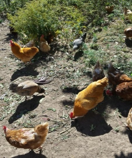 organic fed chickens lay eggs